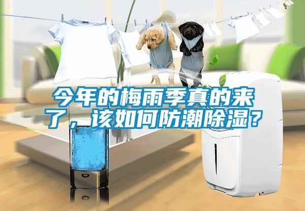 今年的梅雨季真的來了，該如何防潮除濕？