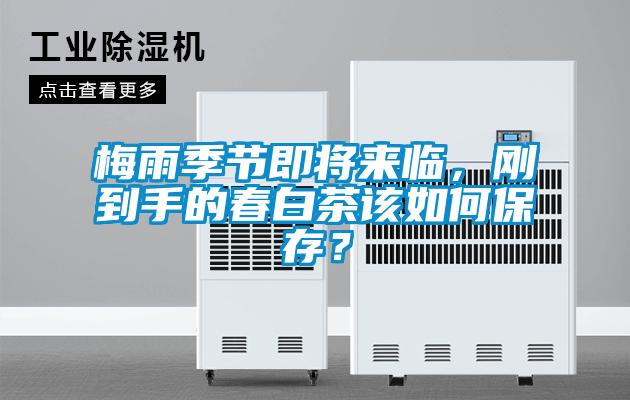 梅雨季節(jié)即將來臨，剛到手的春白茶該如何保存？