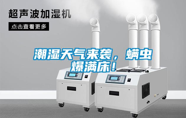 潮濕天氣來襲，螨蟲爆滿床！