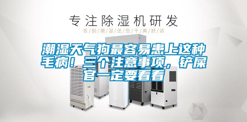 潮濕天氣狗最容易患上這種毛??！三個(gè)注意事項(xiàng)，鏟屎官一定要看看