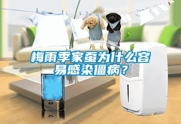 梅雨季家蠶為什么容易感染僵??？