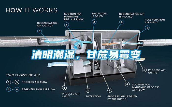 清明潮濕，甘蔗易霉變