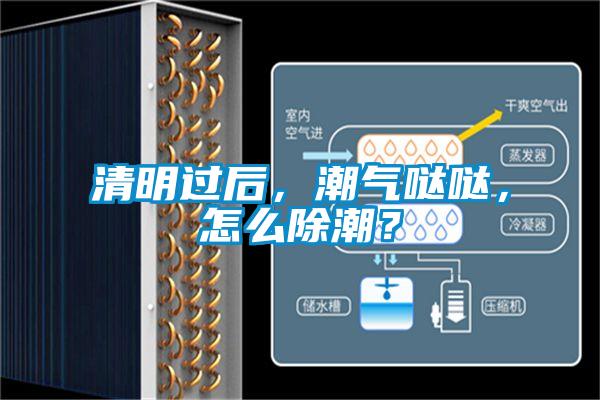 清明過后，潮氣噠噠，怎么除潮？