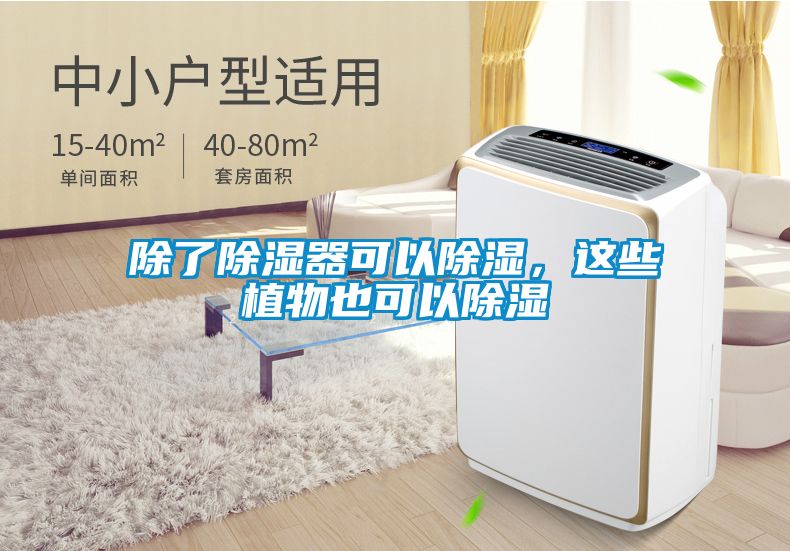 除了除濕器可以除濕，這些植物也可以除濕