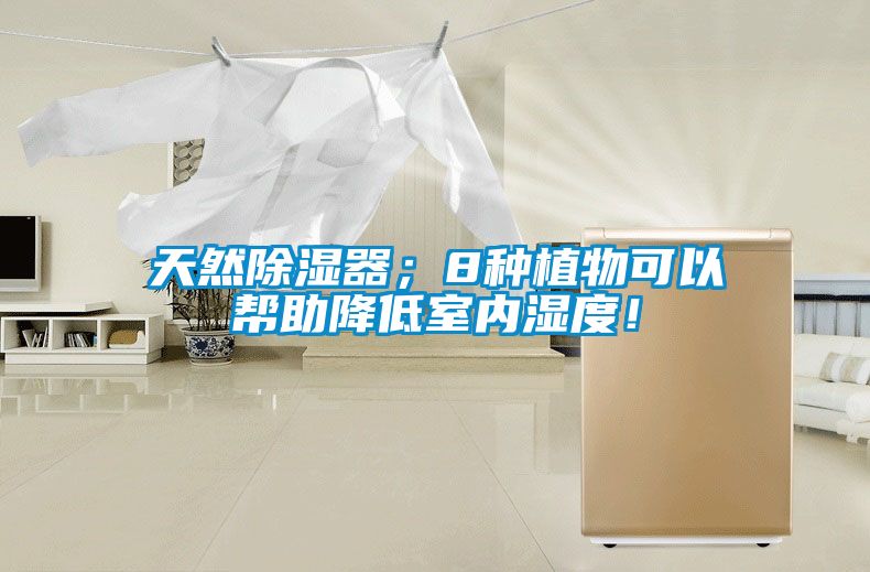 天然除濕器；8種植物可以幫助降低室內(nèi)濕度！