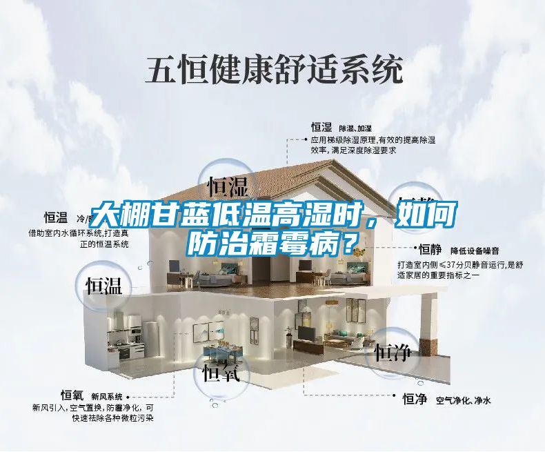 大棚甘藍(lán)低溫高濕時(shí)，如何防治霜霉??？